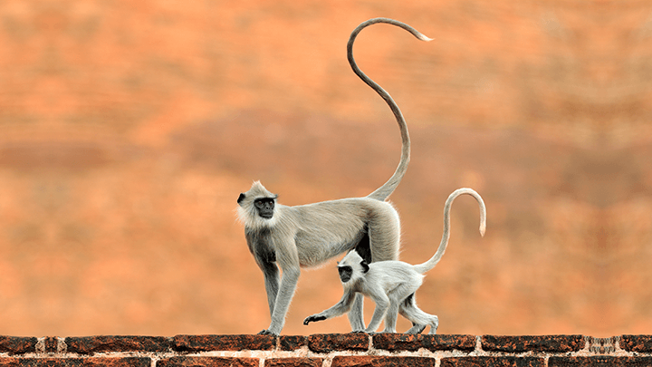monkey with long tail on the orange brick building