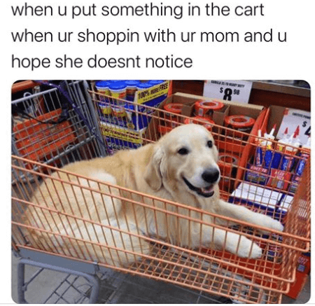 dog sitting in shopping cart