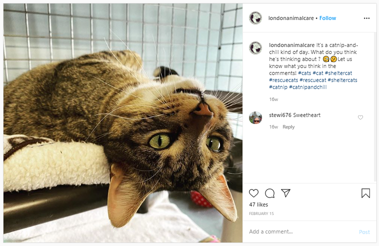 example of hashtags for animal shelter