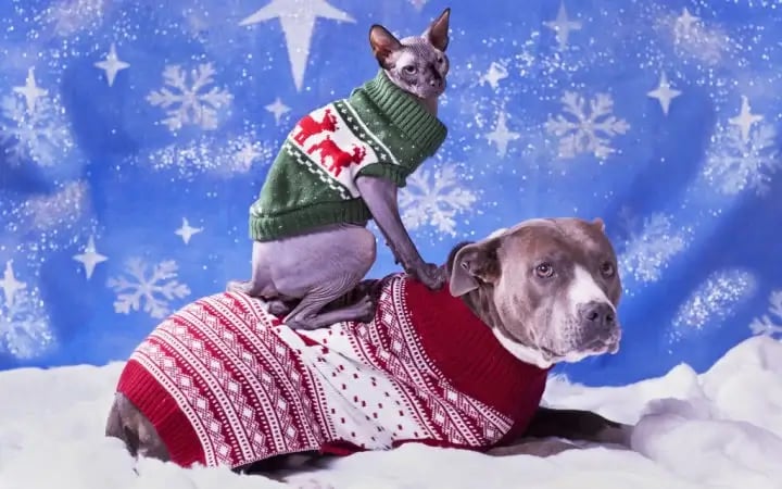 dog and cat in christmas sweaters