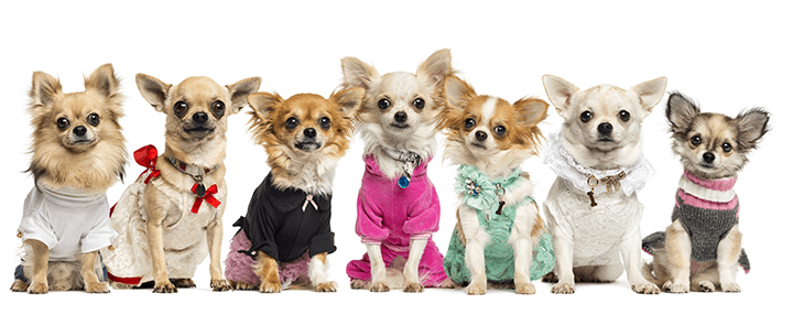 row of small dogs wearing clothes