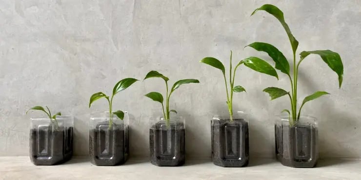 5 plotted plants that are each in a different growth stage