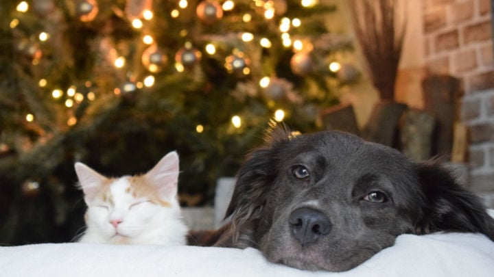 cat and dog sleeping on christmas