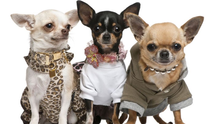 3 chihuahuas