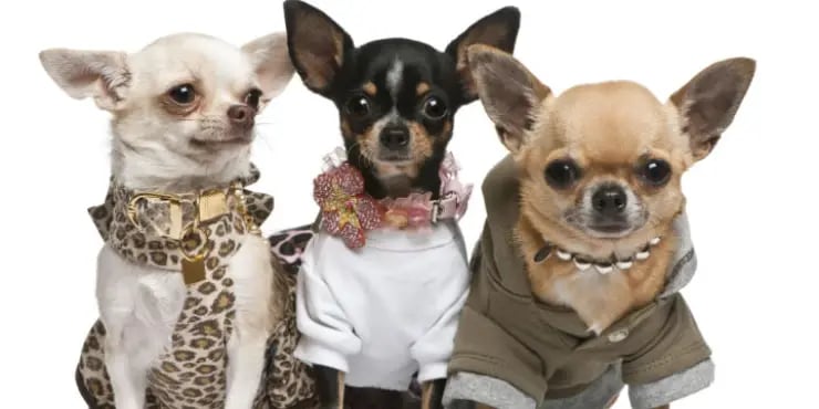 chihuahuas dressed up in fashionable clothes 