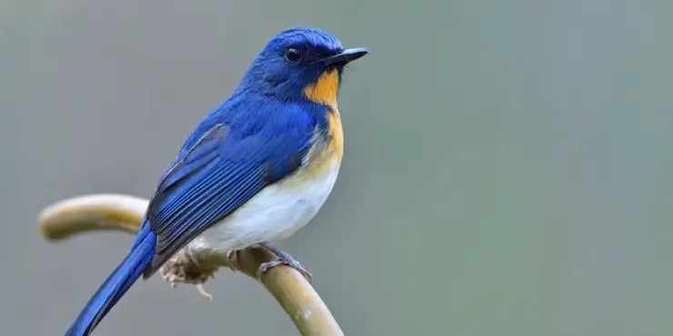 blue bird sitting on branch