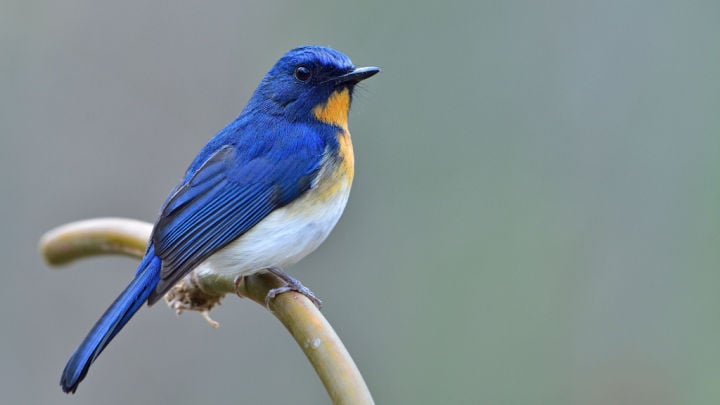 blue bird sitting on branch