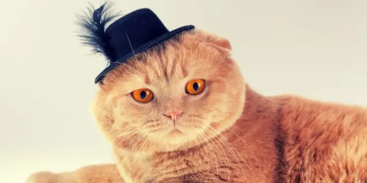 a cat wearing a top hat